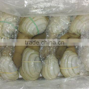 Geoduck Clams photo-4