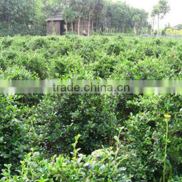 Carmona Microphylla shrub trees
