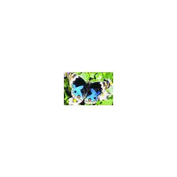 3D Lentitular card/Lenticular card