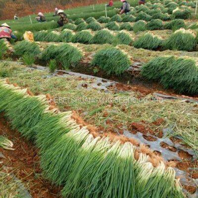 Hot Sell Hybrid Vegetable for Resistance Scallion Seeds Green Chinese Onion Chinese Shallot Seeds photo-3