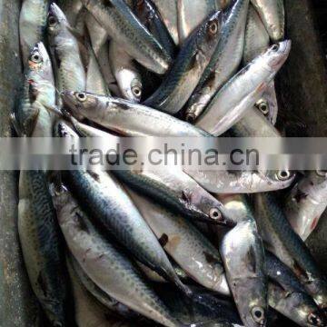 Whole Round Frozen Pacific Mackerel Prices