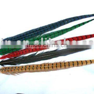 Ringneck Pheasant Tail Feathers