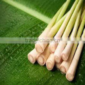 Viet Nam Fresh Lemongrass/ Cutting/ MINCED/ POWDER