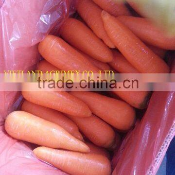 HIGH QUALITY CARROTS NEW CROP 2016