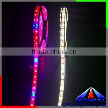 Test Grow Light Led Strip RGB 5050,Epistar SMD5050 Leds LED Rope Plant Grow Light Strip Lighting