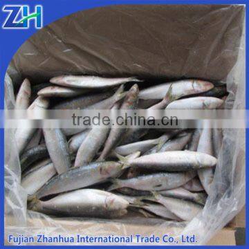 Fresh Frozen Sardine Bait For Tuna