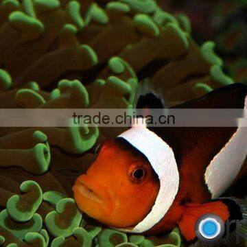 High Power Fish Light Programmable Led Aquarium Lighting photo-5