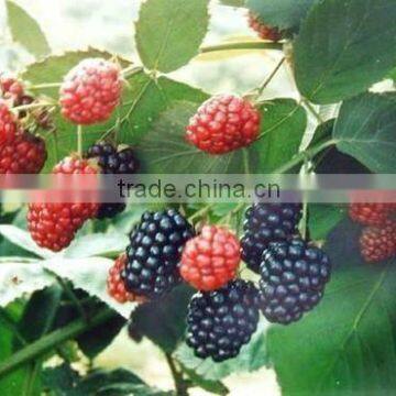 Mulberry Fruit Powder 5~20% Anthocyanidins