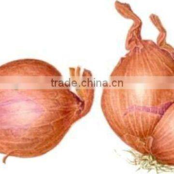 chinese shallot