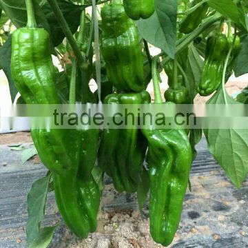 Hybrid Chinese pickled peppers pepper Big pepper seeds for growing-35