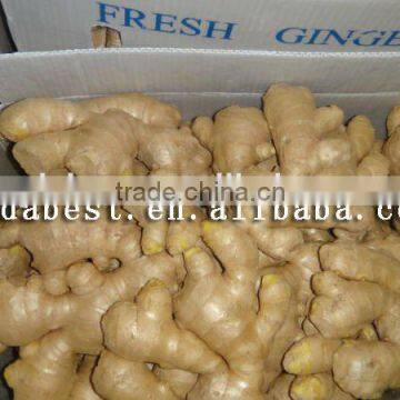 Fresh Washed Ginger photo-4