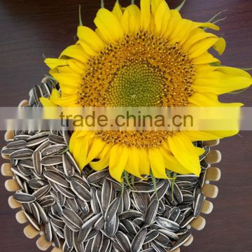 Chinese sun flower seeds for edible