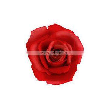 Pure & Natural Rose Oil / INDIA'S NO. 1 EXPORTER'S / MANUFACTURER / SUPPLIERS photo-2