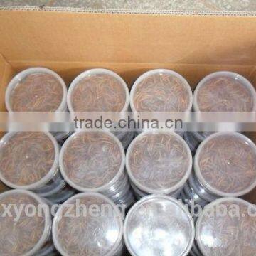 High Protein Freeze Dried Gammarus