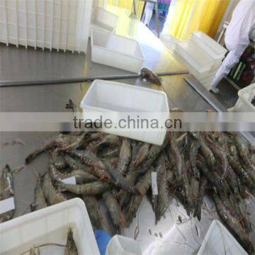 Deep Sea Frozen Seafood and Live Shrimp Singapore