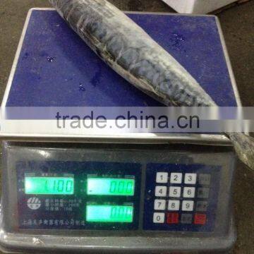 Grade A , SEAFROZEN PACIFIC MACKEREL SIZE 500+ photo-6