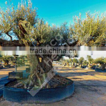 Fargas Collection - Millenary Olive Trees photo-2
