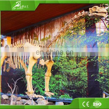 Professinal OEM factory life size dinosaur animal skeleton model for exhibition