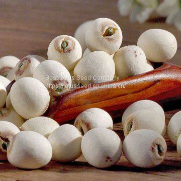 Lotus Seed Lotus Nut Lotus Kernel Dried Grinding White Lotus Seed With Core Plumule photo-4