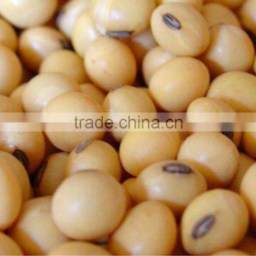 Soybean