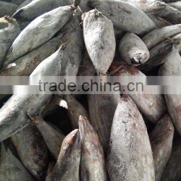 SkipJack Tuna ,stripe Tuna