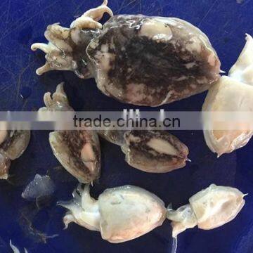 frozen seafood whole round cuttlefish for sale