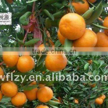 NEW CROP MANDARIN ORANGE