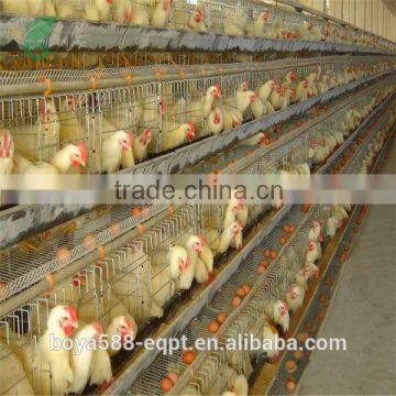 Poultry Farm Day Old Layer Chicks Cage photo-2