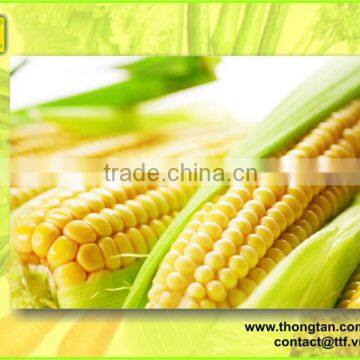 Bulk Canned sweet corn in tin by thongtan foodstuff,