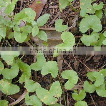 Gotu Kola Herb Extract