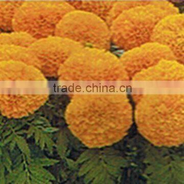 Marigold Extract