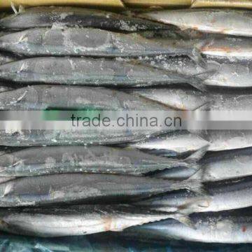 Good quality frozen pacific saury (Cololabis Sairy) #1