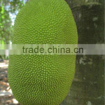 Jackfruit