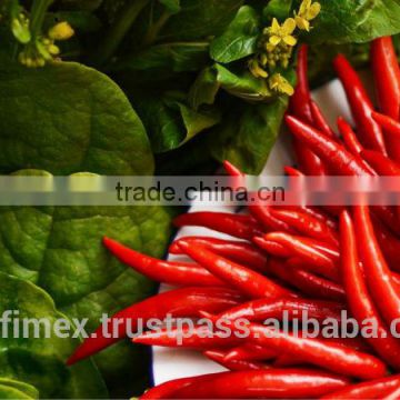 HACCP/HALAL/KOSHER/FDA RED CHILLI