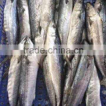 Cheap Price For Frozen Whole Round Spanish Mackerel