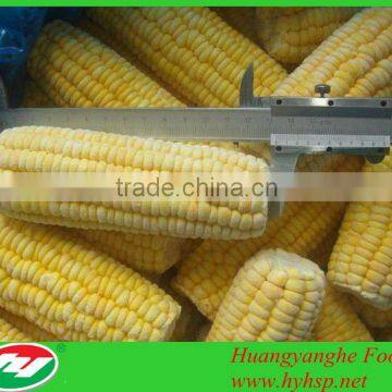 Frozen Steamed Corn IQF Sweet Corn Cob