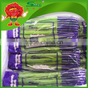 Chinese new fresh celery cabbage/Baby Cabbage white cabbage seeds