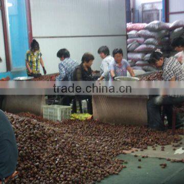 Chinese chestnut exporter