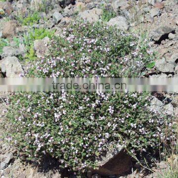 Thymus vulgaris Thyme Common Thyme Garden Thyme