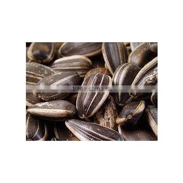 cheap manufacturer price sunflower seeds