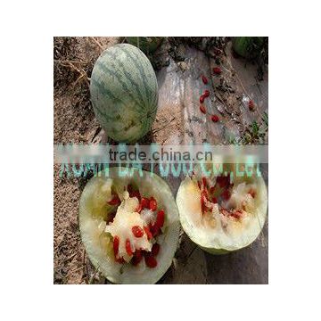 2014 High quality red watermelon seeds good price