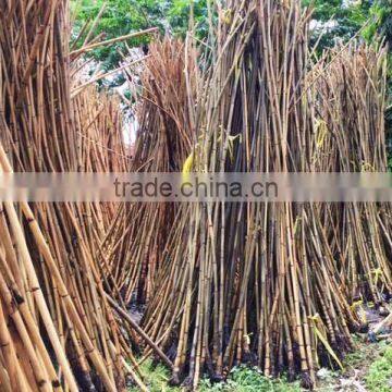 Manau root Cane Rattan