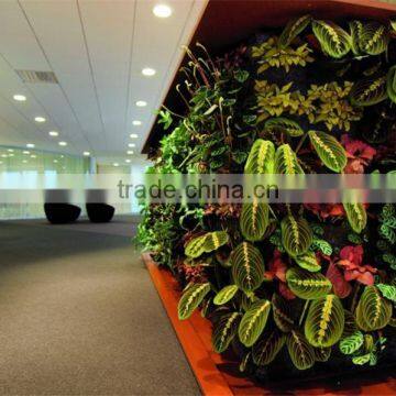 Indoor Green Wall Succulent Plant or Leafy Plant Combination With the Soft Foam Backing photo-3