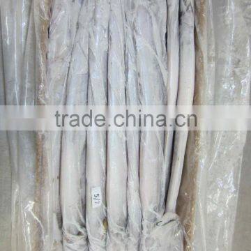 Frozen Belt Fish photo-2