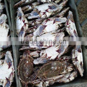 Pollock Fish is a Fish of Crab photo-3