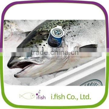 Atlantic Salmon