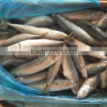 New 10/12 Pcs 80g Fresh Land Frozen Pacific Mackerel photo-3
