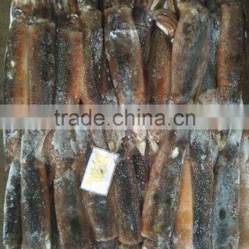 Fresh Illex Argentinus Squid for Sale Market