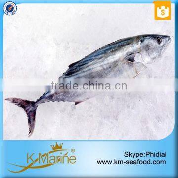 Best Quality Reasonable Price Frozen Bonito Sarda Sarda photo-2