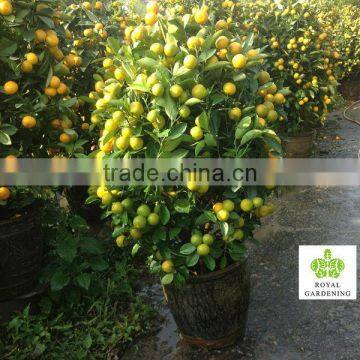 Citrus mitis ( Citrofortunella microcarpa) 100cm